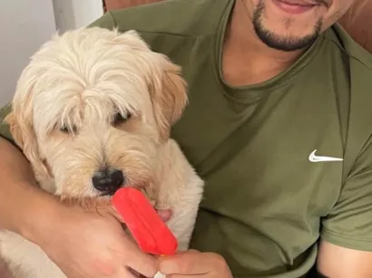 Cachorro raça Lhasa Apso idade 5 anos nome Billy