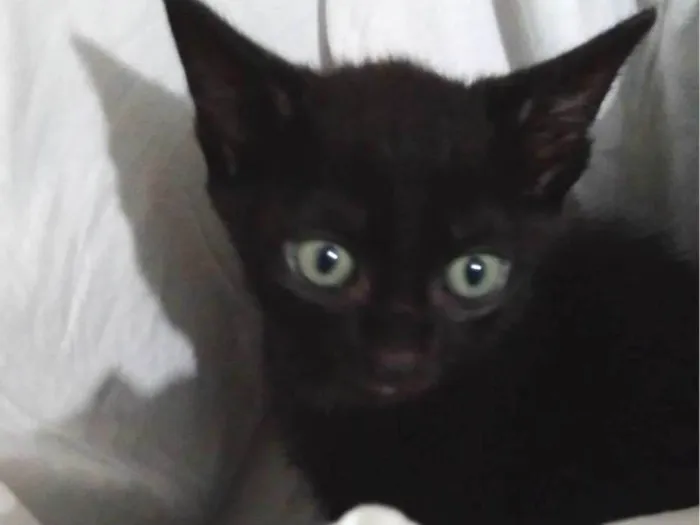 Gato raça SRD-ViraLata idade 2 a 6 meses nome Ainda sem nomes