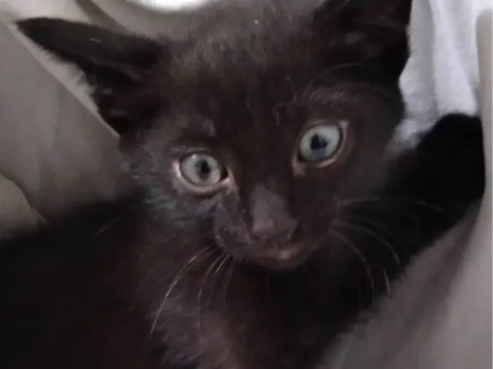 Gato raça SRD-ViraLata idade 2 a 6 meses nome Ainda sem nomes