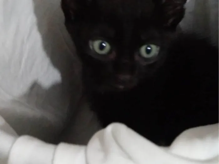 Gato raça SRD-ViraLata idade 2 a 6 meses nome Ainda sem nomes