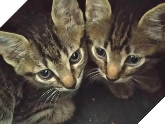 Gato raça SRD-ViraLata idade 2 a 6 meses nome Ainda sem nomes