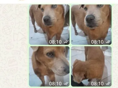 Cachorro raça Chow Chow idade 7 a 11 meses nome Alex