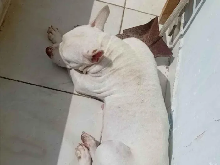 Cachorro ra a Pit-Bull idade 6 ou mais anos nome Akira