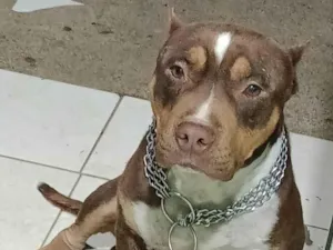 Cachorro raça Pit-Bull idade 4 anos nome Jack