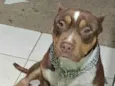 Cachorro ra a Pit-Bull idade 4 anos nome Jack