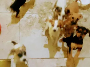 Cachorro raça SRD-ViraLata idade 2 a 6 meses nome Rosilene Maria 