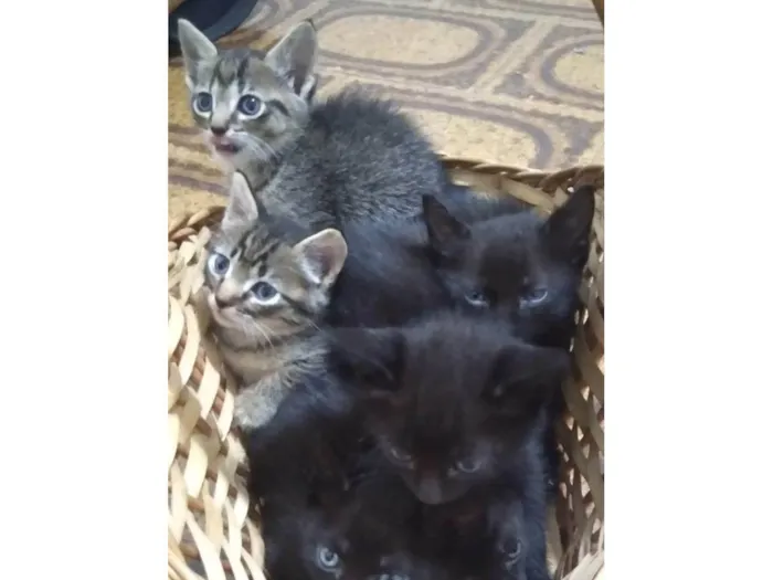 Gato raça SRD-ViraLata idade 2 a 6 meses nome Ainda sem nomes