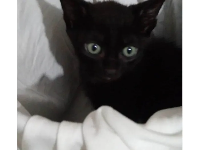 Gato raça SRD-ViraLata idade 2 a 6 meses nome Ainda sem nomes