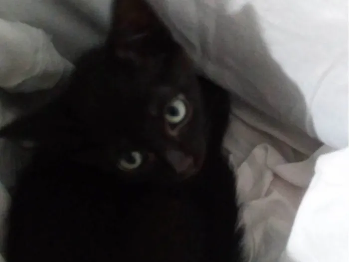 Gato raça SRD-ViraLata idade 2 a 6 meses nome Ainda sem nomes