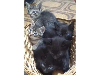 Gato raça SRD-ViraLata idade 2 a 6 meses nome Ainda sem nomes