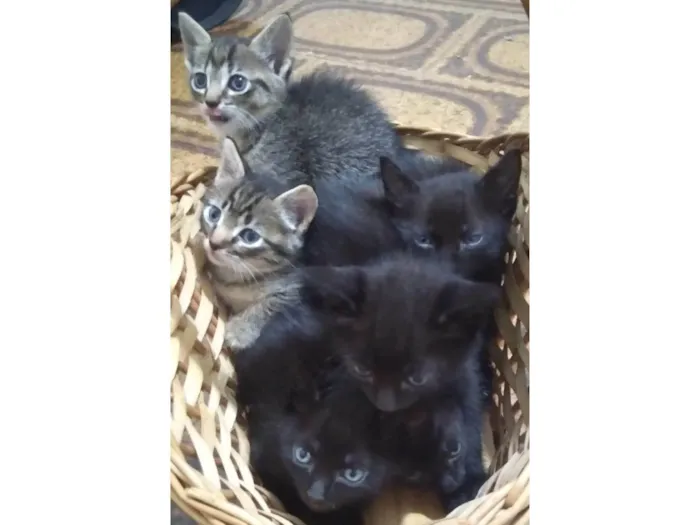 Gato raça SRD-ViraLata idade 2 a 6 meses nome Ainda sem nomes