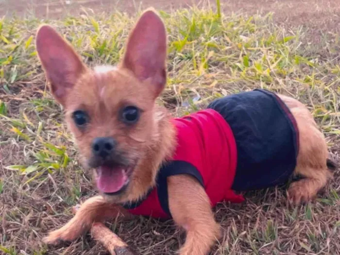 Cachorro ra a Lhasa Apso idade 7 a 11 meses nome Kiara