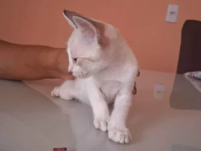 Gato raça SRD-ViraLata idade Abaixo de 2 meses nome Sem identificação 