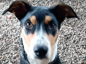 Cachorro raça SRD-ViraLata idade 2 a 6 meses nome Marisa