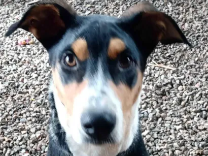 Cachorro raça SRD-ViraLata idade 2 a 6 meses nome Marisa