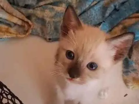 Gato ra a SRD-ViraLata idade Abaixo de 2 meses nome Sem identificação 