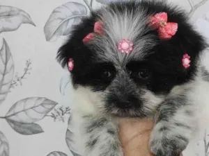 Cachorro raça Lhasa Apso idade 2 a 6 meses nome Minnie 