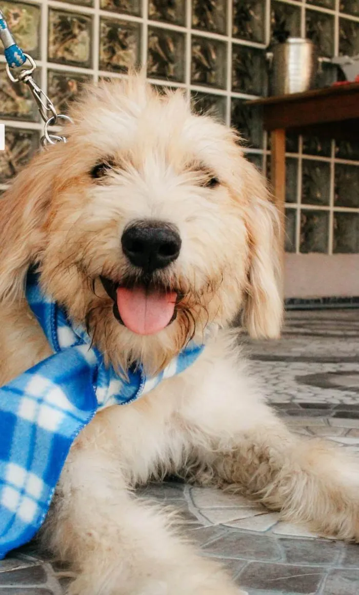 Cachorro ra a SRD-ViraLata idade 2 anos nome Algodão 