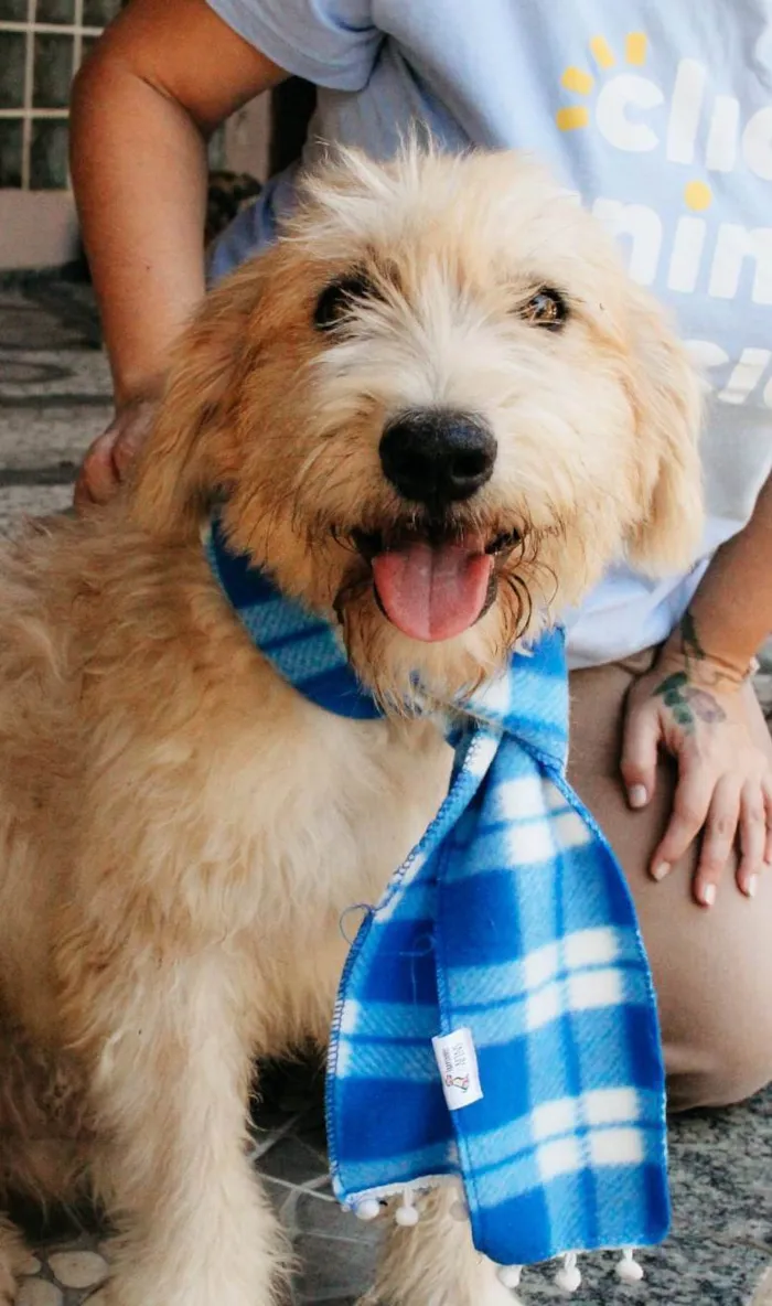 Cachorro ra a SRD-ViraLata idade 2 anos nome Algodão 