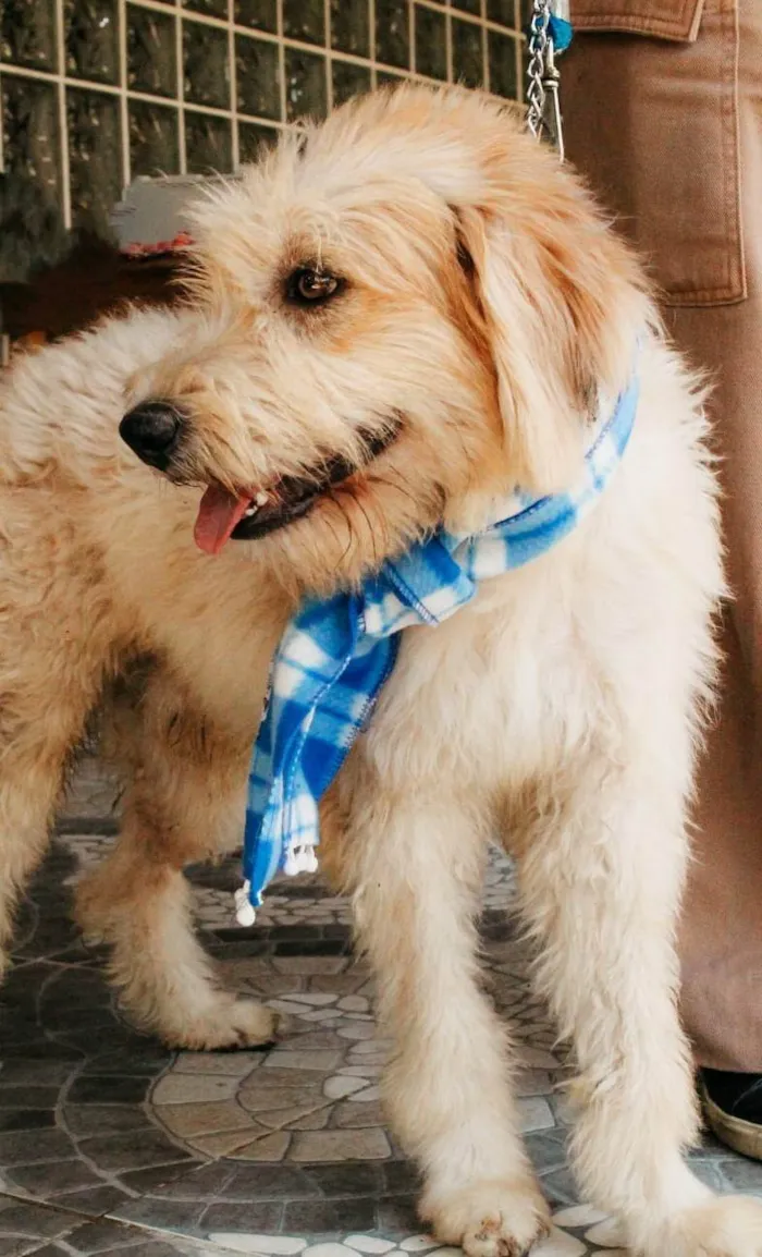 Cachorro ra a SRD-ViraLata idade 2 anos nome Algodão 