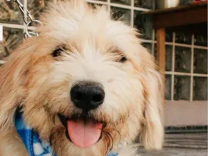 Cachorro raça SRD-ViraLata idade 2 anos nome Algodão 