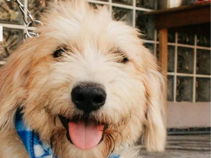 Cachorro ra a SRD-ViraLata idade 2 anos nome Algodão 