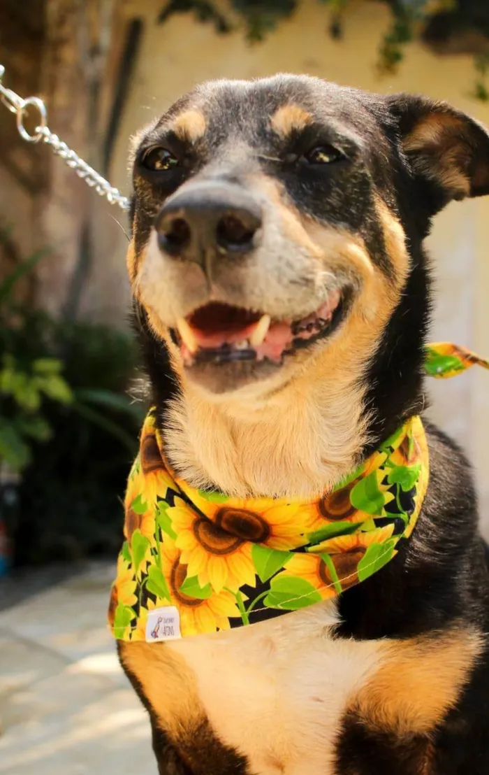 Cachorro ra a SRD-ViraLata idade 4 anos nome Nina