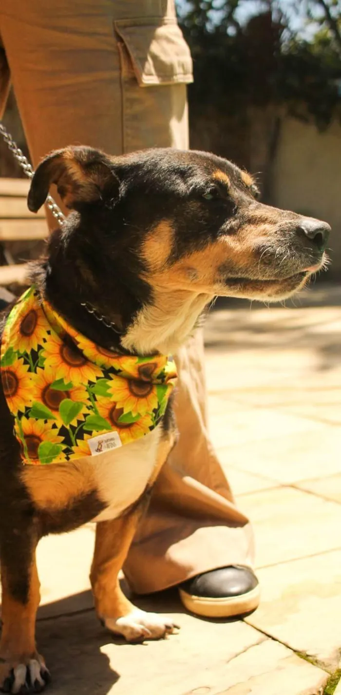 Cachorro ra a SRD-ViraLata idade 4 anos nome Nina