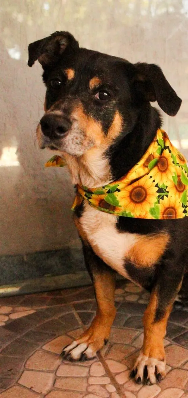 Cachorro ra a SRD-ViraLata idade 4 anos nome Nina