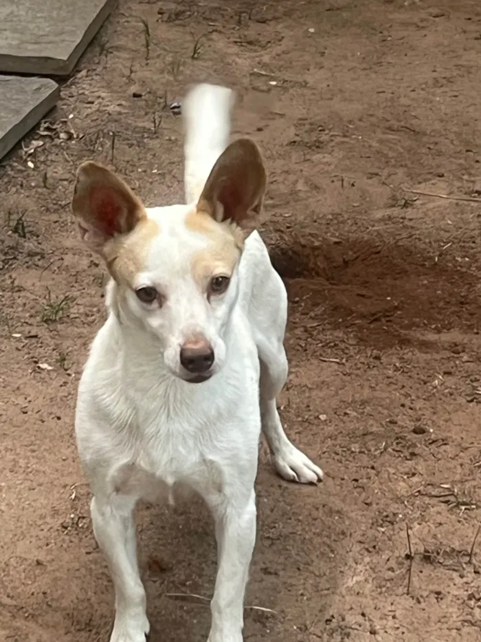 Cachorro ra a SRD-ViraLata idade 6 ou mais anos nome BOB