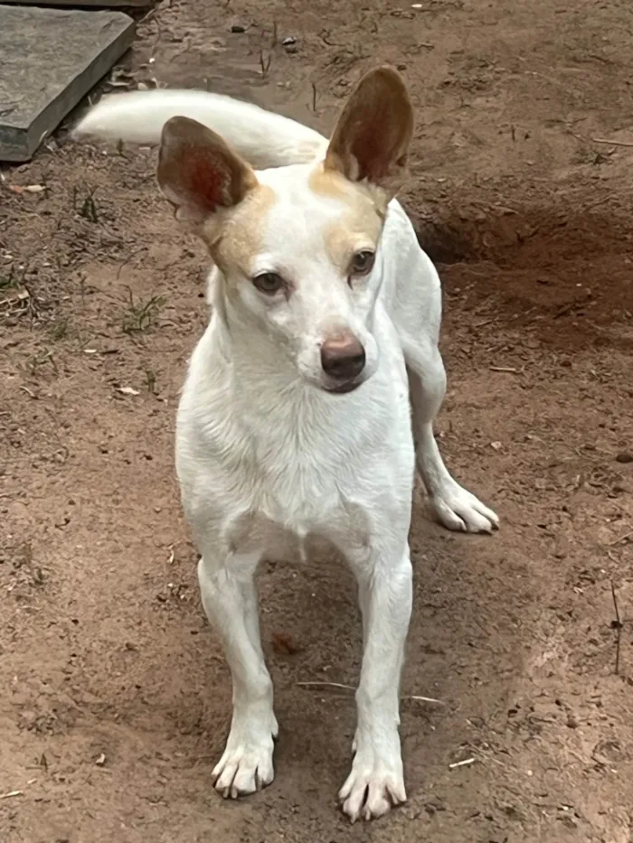 Cachorro ra a SRD-ViraLata idade 6 ou mais anos nome BOB