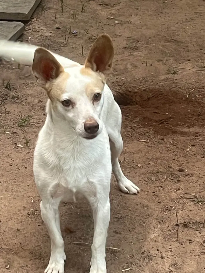 Cachorro ra a SRD-ViraLata idade 6 ou mais anos nome BOB
