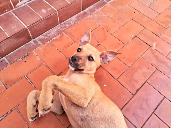 Cachorro ra a SRD-ViraLata idade 2 a 6 meses nome Cristal bb6meses Linda 