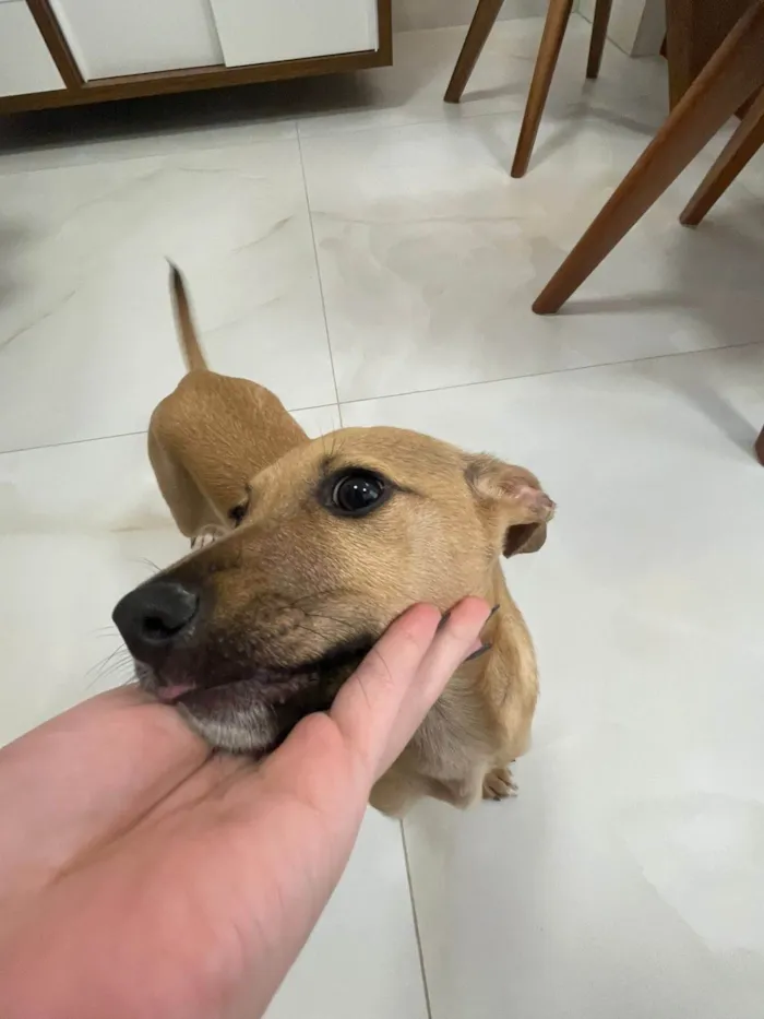 Cachorro ra a SRD-ViraLata idade 2 a 6 meses nome Cristal bb6meses Linda 