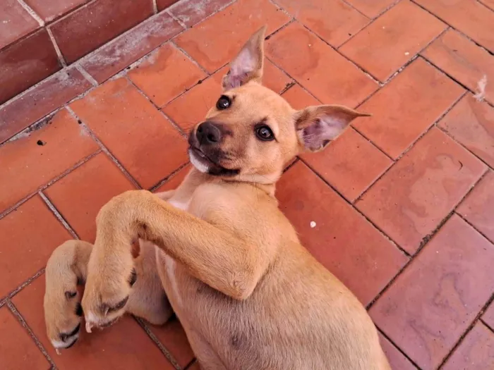 Cachorro ra a SRD-ViraLata idade 2 a 6 meses nome Cristal bb6meses Linda 