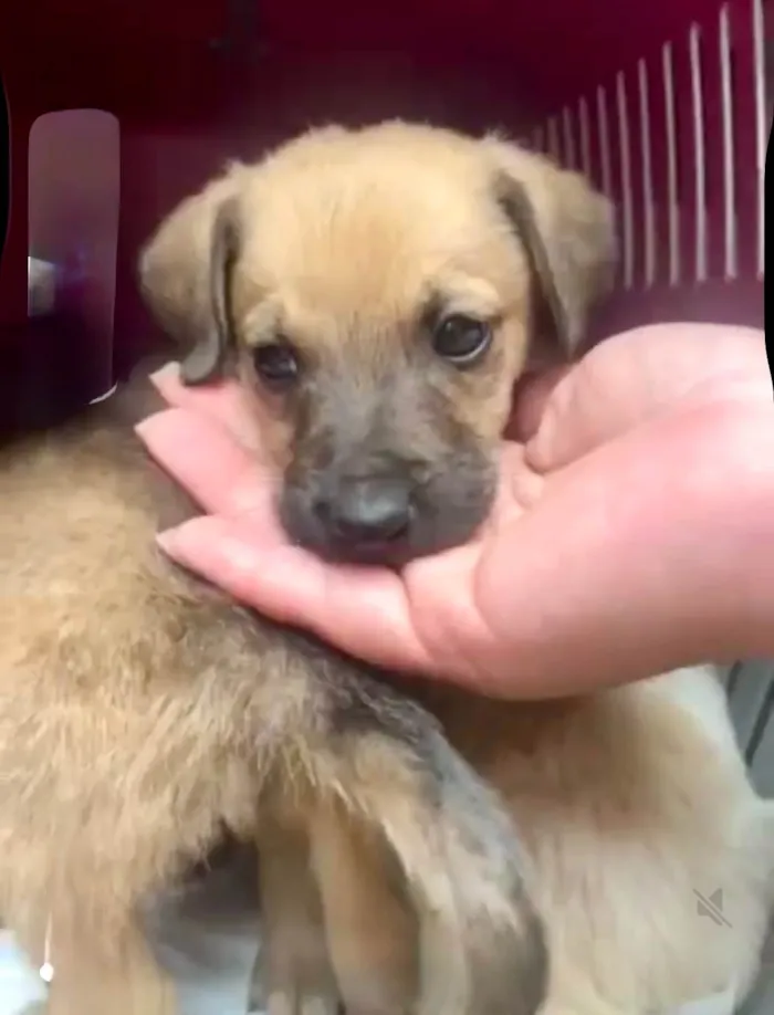 Cachorro ra a SRD-ViraLata idade 2 a 6 meses nome Orégano bb3meses porte Pequeno 