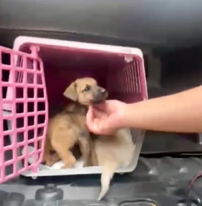 Cachorro ra a SRD-ViraLata idade 2 a 6 meses nome Orégano bb3meses porte Pequeno 