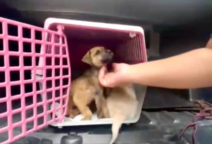 Cachorro ra a SRD-ViraLata idade 2 a 6 meses nome Orégano bb3meses porte Pequeno 