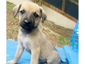 Cachorro raça SRD-ViraLata idade 2 a 6 meses nome Orégano bb3meses porte Pequeno 