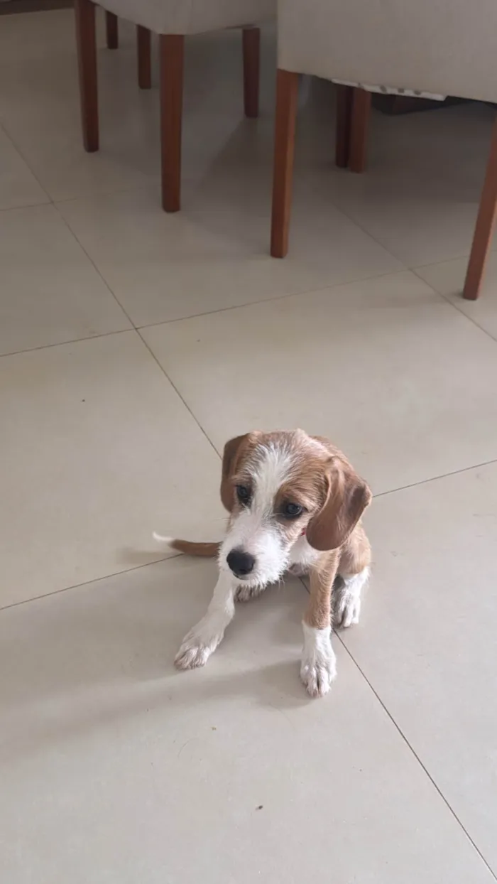 Cachorro ra a SRD-ViraLata idade 1 ano nome Caju 