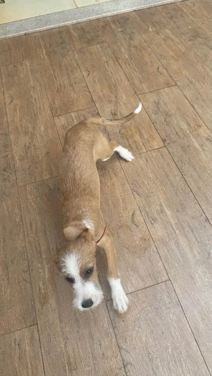 Cachorro ra a SRD-ViraLata idade 1 ano nome Caju 