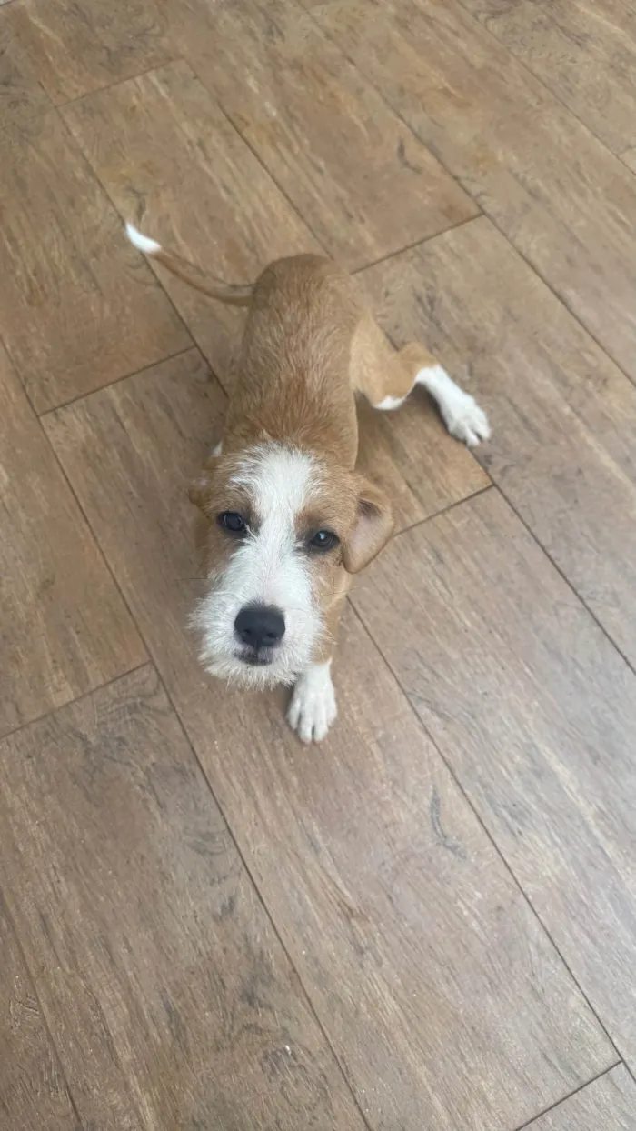 Cachorro ra a SRD-ViraLata idade 1 ano nome Caju 