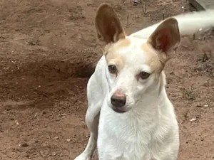 Cachorro raça SRD-ViraLata idade 6 ou mais anos nome BOB
