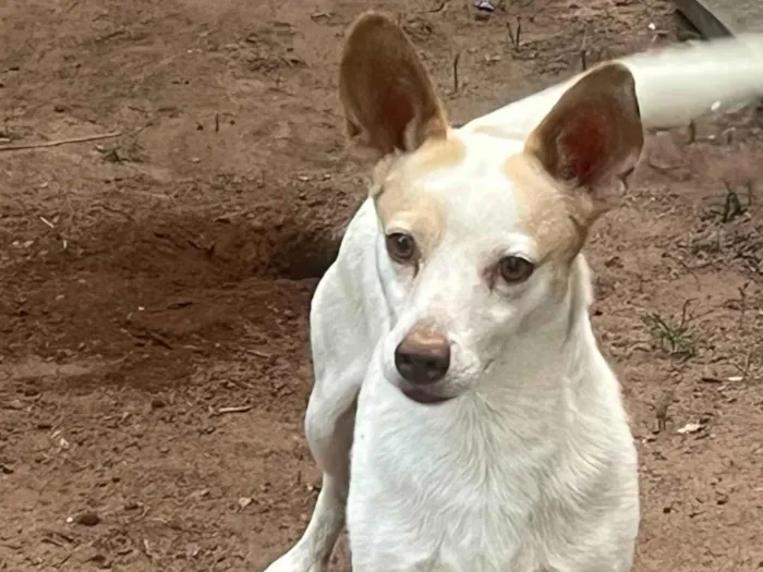 Cachorro ra a SRD-ViraLata idade 6 ou mais anos nome BOB