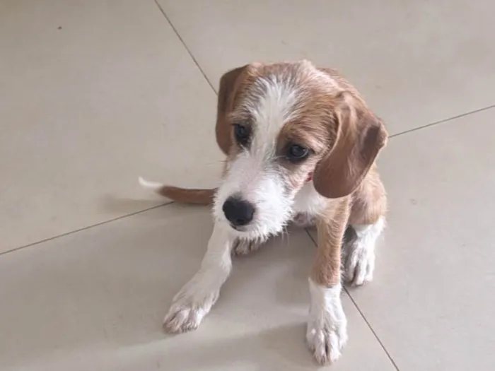 Cachorro ra a SRD-ViraLata idade 1 ano nome Caju 