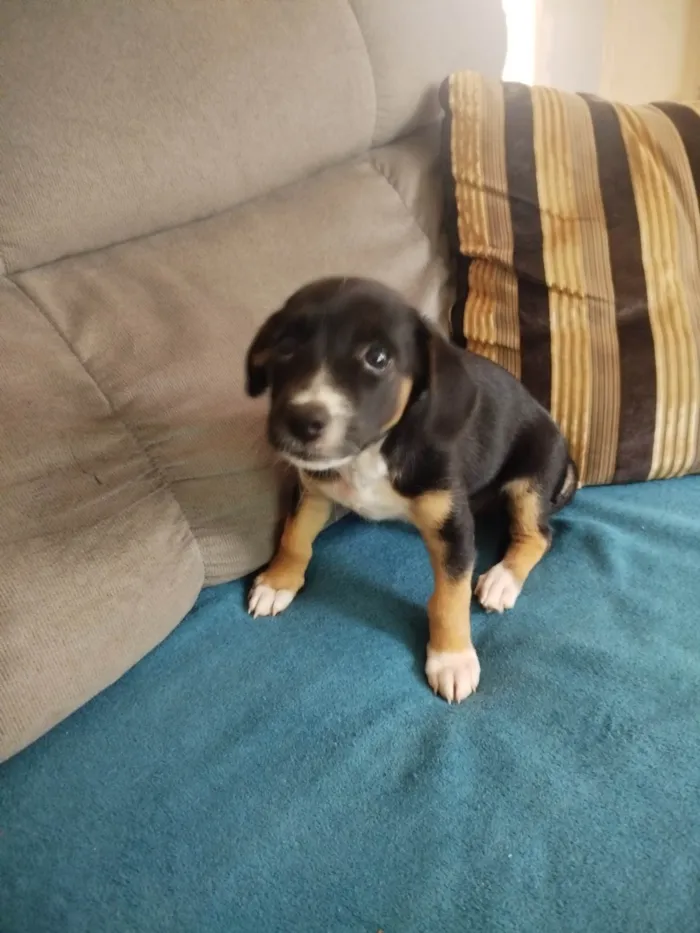 Cachorro ra a Basset-Cofap idade Abaixo de 2 meses nome Pretinha 