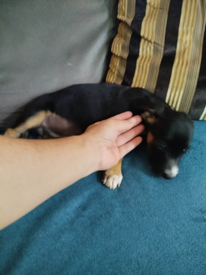 Cachorro ra a Basset-Cofap idade Abaixo de 2 meses nome Pretinha 