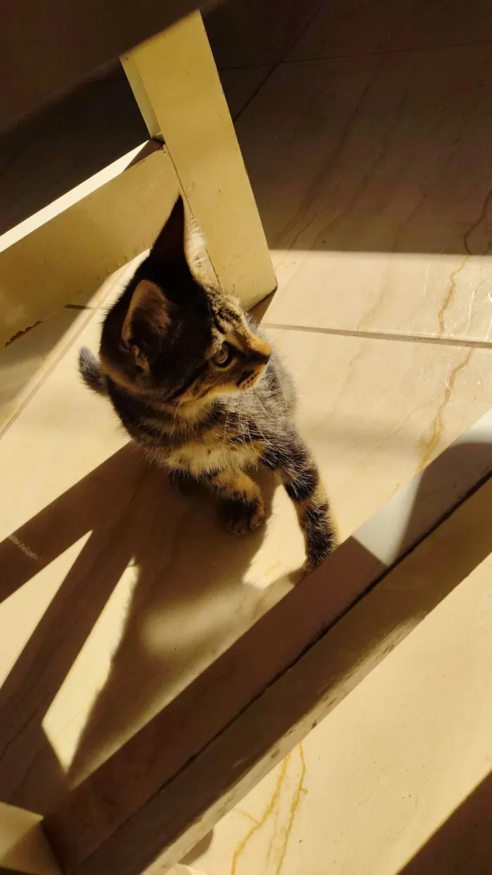 Gato ra a Exótico idade Abaixo de 2 meses nome JOHNNY