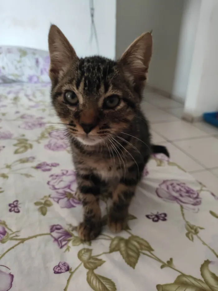 Gato ra a Exótico idade Abaixo de 2 meses nome JOHNNY