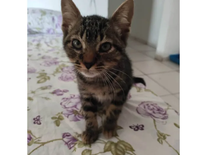 Gato ra a Exótico idade Abaixo de 2 meses nome JOHNNY